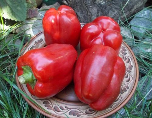 Как выглядит болгарский перец. Рейтинг семян перца с описанием и фото