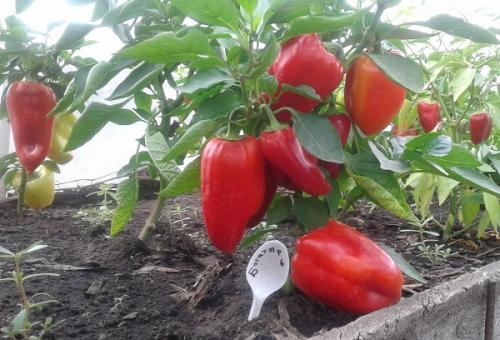 Как выглядит болгарский перец. Рейтинг семян перца с описанием и фото