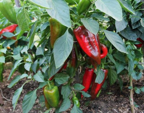 Как выглядит болгарский перец. Рейтинг семян перца с описанием и фото