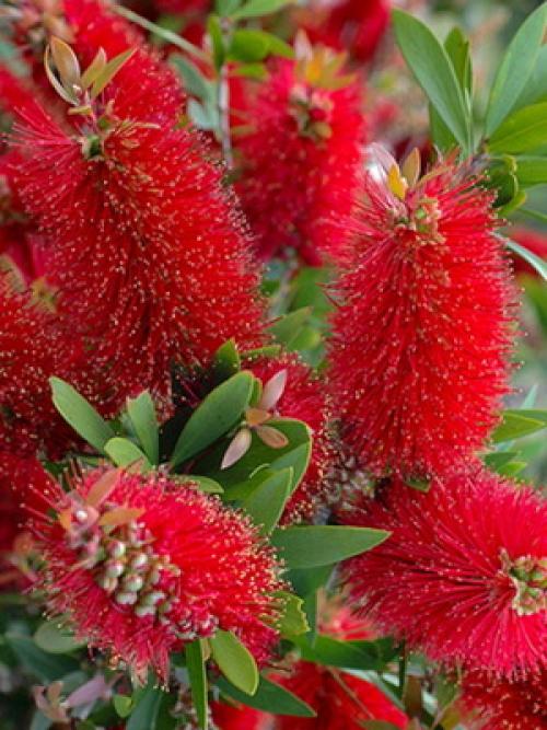 Зеленые растения для клумбы. Вечнозеленые цветущие растения и кустарники