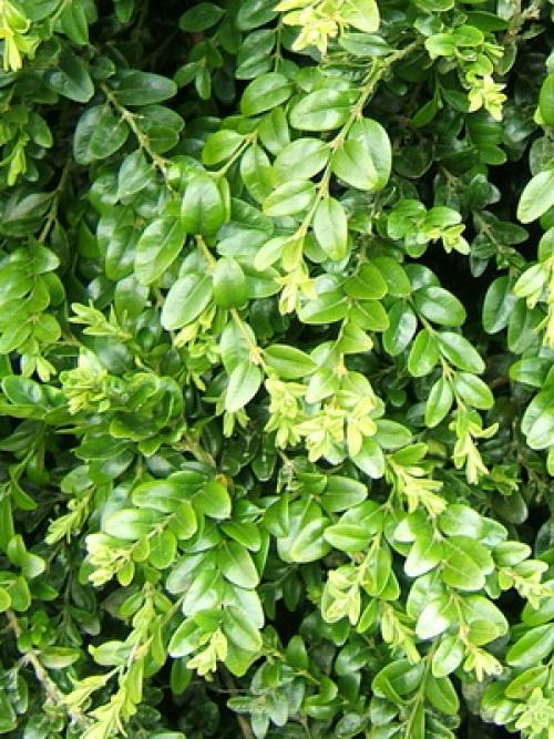 Зеленые растения для клумбы. Вечнозеленые цветущие растения и кустарники