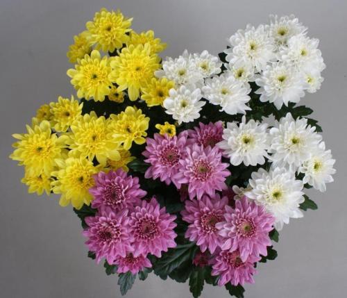 Зеленые цветы для букетов. Цветы для букетов с фото и названиями