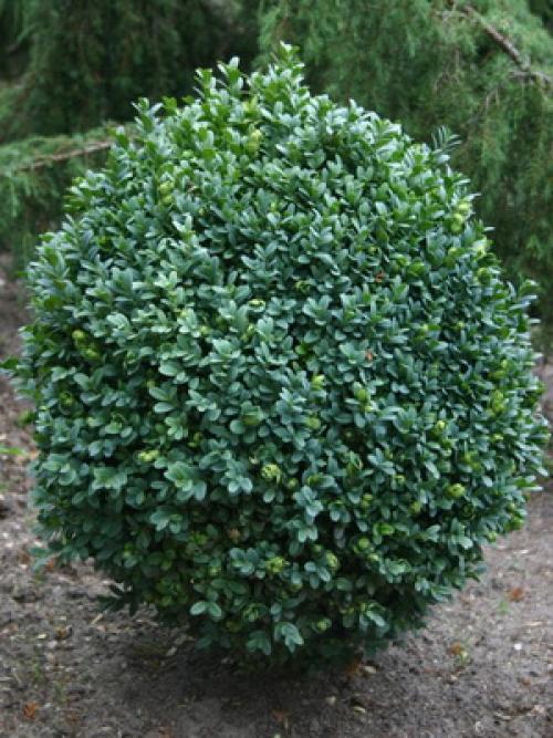 Зеленые растения для клумбы. Вечнозеленые цветущие растения и кустарники