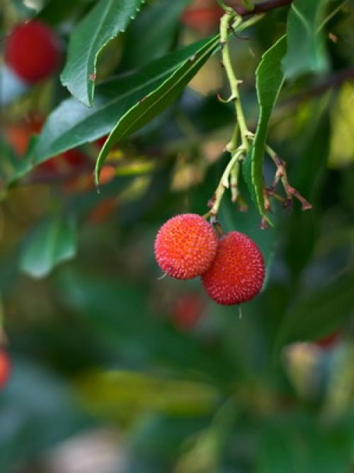 Зеленые растения для клумбы. Вечнозеленые цветущие растения и кустарники