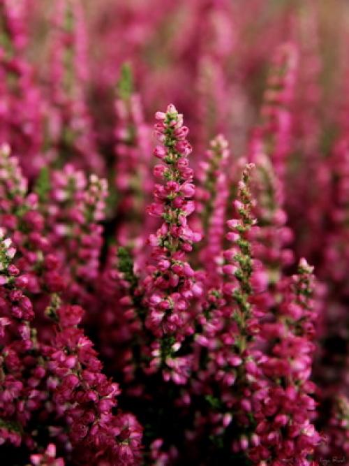 Зеленые растения для клумбы. Вечнозеленые цветущие растения и кустарники