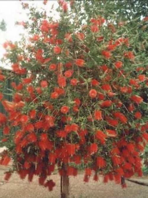 Зеленые растения для клумбы. Вечнозеленые цветущие растения и кустарники