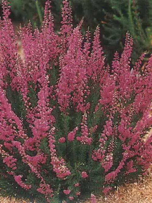 Зеленые растения для клумбы. Вечнозеленые цветущие растения и кустарники