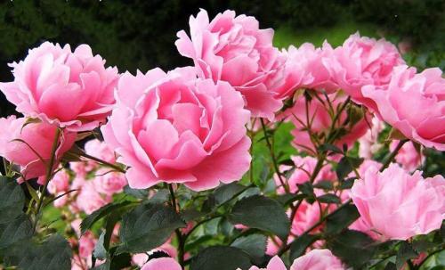 Зеленые цветы для букетов. Цветы для букетов с фото и названиями