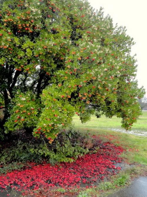 Зеленые растения для клумбы. Вечнозеленые цветущие растения и кустарники