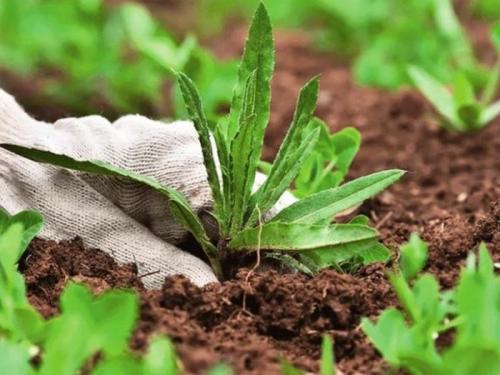 Уксус с водой и нет сорняков между грядок. Преимущества и недостатки борьбы с сорняками уксусом и солью 09