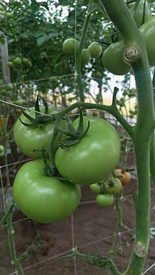 Садовая фантазия: как создать клумбу из камней и сетки 10 Садовая фантазия: как создать клумбу из камней и сетки 10