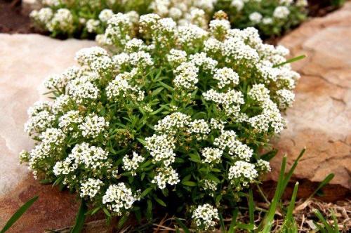 Какие растения лучше всего подходят для такой клумбы. Многолетние цветы для клумбы