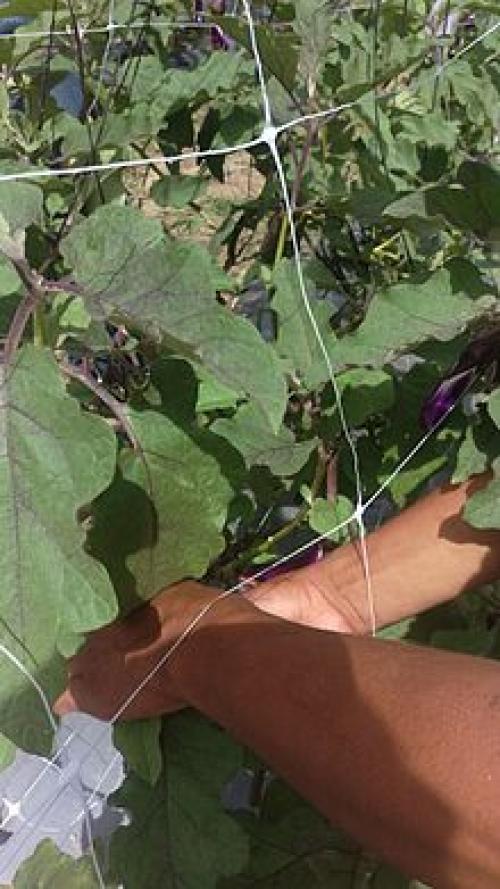 Садовая фантазия: как создать клумбу из камней и сетки 12 Садовая фантазия: как создать клумбу из камней и сетки 12