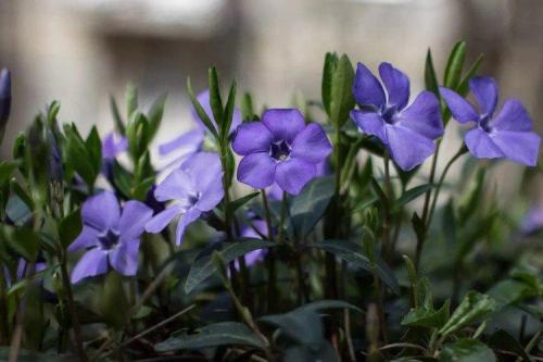 Какие растения лучше всего подходят для такой клумбы. Многолетние цветы для клумбы