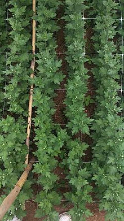 Садовая фантазия: как создать клумбу из камней и сетки 11 Садовая фантазия: как создать клумбу из камней и сетки 11