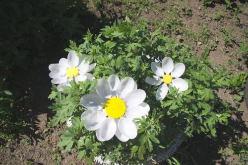 Поделки из пластиковых бутылок своими руками: ТОП-100 фото лучших идей для начинающих мастеров