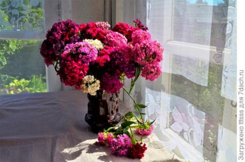 Список растений, которые хорошо сочетаются с Гвоздикой турецкой