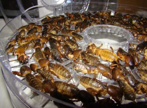 Какие виды лекарств можно приготовить из азиатской медведки