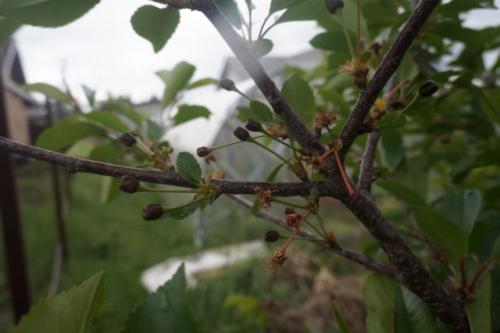 Как можно предотвратить повреждения растений от холода