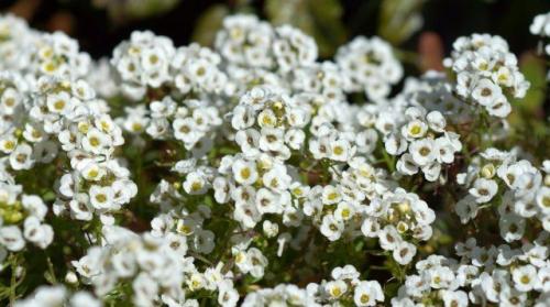 Какие растения наиболее уязвимы для заморозков