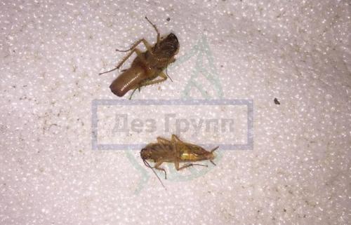 Как долго длится действие ЭТА ОБРАБОТКИ