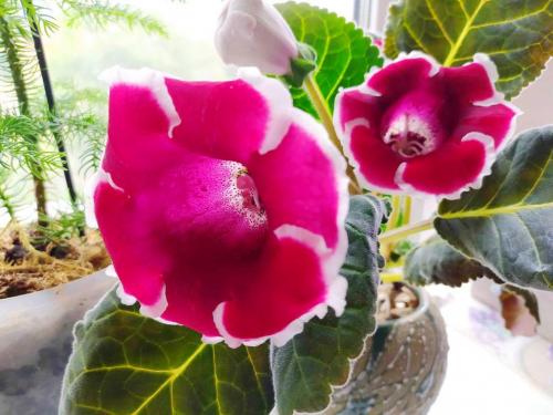 Какие болезни и вредители могут поражать любимицу цветоводов глоксиния