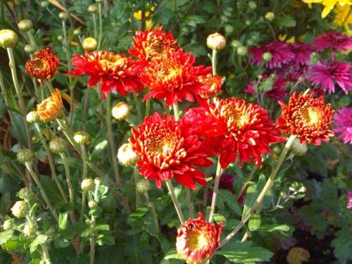 Какие сорта корейской хризантемы наиболее устойчивы к болезням и вредителям