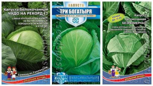 Какие виды капусты наиболее популярны в 2023 году