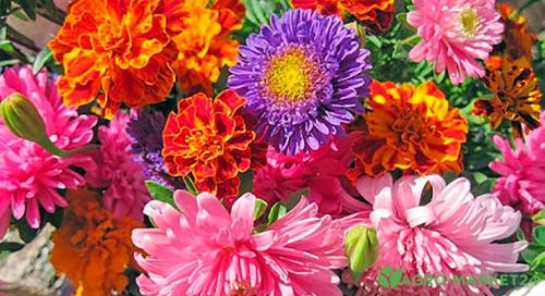 Какие растения можно сажать в сентябре