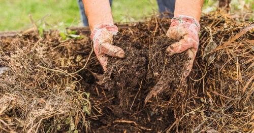 Список растений для посадки в сентябре